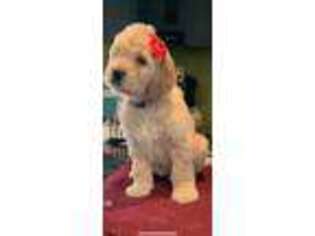 Goldendoodle Puppy for sale in Atlantic City, NJ, USA