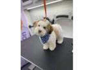 Havanese Puppy for sale in Cypress, TX, USA