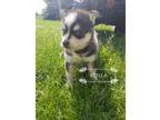 Siberian Husky Puppy for sale in Etna Green, IN, USA