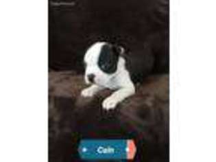 Boston Terrier Puppy for sale in Sunland Park, NM, USA