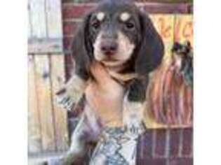Dachshund Puppy for sale in Poteau, OK, USA