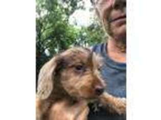 Dachshund Puppy for sale in Warsaw, OH, USA