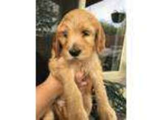 Goldendoodle Puppy for sale in Surprise, AZ, USA