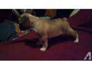 French Bulldog Puppy for sale in GENOA CITY, WI, USA