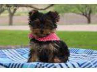 Yorkshire Terrier Puppy for sale in Eden Valley, MN, USA