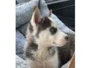 Alaskan Husky Puppy for sale in Waverly, IA, USA