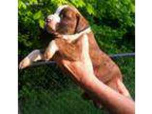 Boxer Puppy for sale in Kittrell, NC, USA
