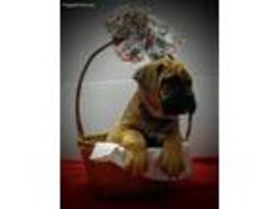 Bullmastiff Puppy for sale in Lebanon, PA, USA