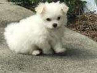 Maltese Puppy for sale in Cullman, AL, USA