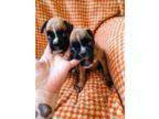 Boxer Puppy for sale in Schenectady, NY, USA