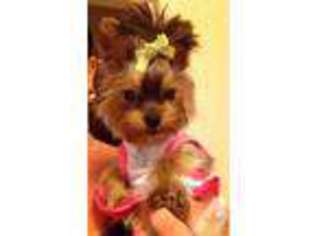 Yorkshire Terrier Puppy for sale in ALMA, NY, USA
