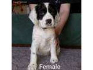 English Springer Spaniel Puppy for sale in Darlington, PA, USA