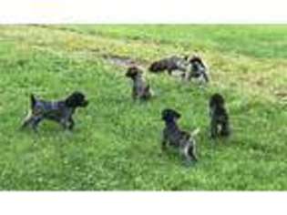 German Shorthaired Pointer Puppy for sale in Hyndman, PA, USA