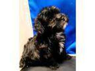 Shih-Poo Puppy for sale in Spring Hill, FL, USA