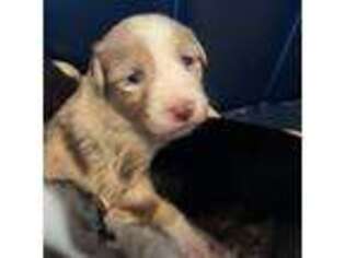 Australian Shepherd Puppy for sale in Edwardsburg, MI, USA