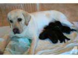 Labrador Retriever Puppy for sale in BACLIFF, TX, USA