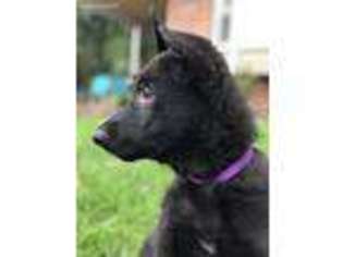 German Shepherd Dog Puppy for sale in Manassas, VA, USA