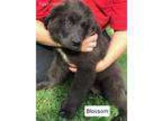 Newfoundland Puppy for sale in Thompson, OH, USA