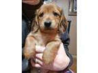 Dachshund Puppy for sale in Chesnee, SC, USA