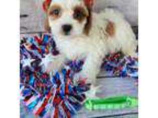 Cavapoo Puppy for sale in Apopka, FL, USA