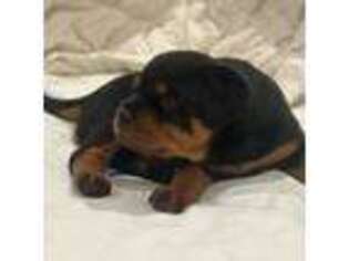 Rottweiler Puppy for sale in Sonoma, CA, USA