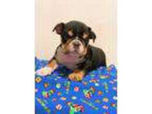 Bulldog Puppy for sale in Beaumont, TX, USA