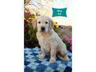Golden Retriever Puppy for sale in Skull Valley, AZ, USA