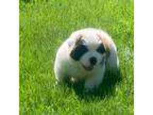 Saint Bernard Puppy for sale in Elk, WA, USA