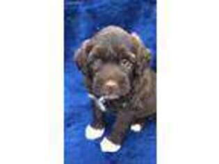 Portuguese Water Dog Puppy for sale in Bluffton, IN, USA