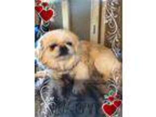 Pekingese Puppy for sale in Rimersburg, PA, USA