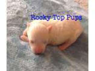 Maltese Puppy for sale in Pontotoc, MS, USA