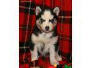 Siberian Husky Puppy for sale in Fleming, OH, USA