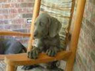 Weimaraner Puppy for sale in Louisburg, MO, USA