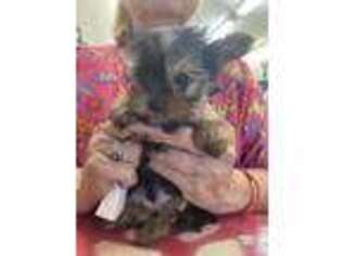 Yorkshire Terrier Puppy for sale in Chino Valley, AZ, USA