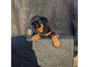 Rottweiler Puppy for sale in Norwood, NC, USA