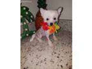 Chinese Crested Puppy for sale in Brandon, FL, USA