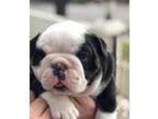 Bulldog Puppy for sale in LONG BEACH, CA, USA