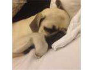 Pug Puppy for sale in South Hadley, MA, USA