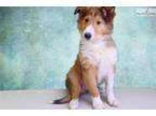 Collie Puppy for sale in Saint George, UT, USA