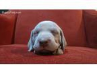 Weimaraner Puppy for sale in Ossipee, NH, USA