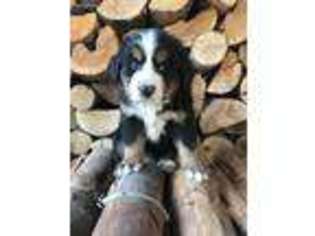 Bernese Mountain Dog Puppy for sale in Athol, ID, USA