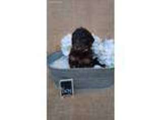 Labradoodle Puppy for sale in Hartselle, AL, USA