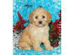 Cavapoo Puppy for sale in Hayesville, OH, USA