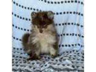 Pomeranian Puppy for sale in Homosassa, FL, USA