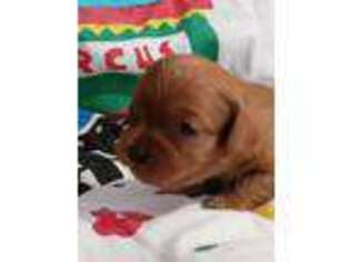 Cavapoo Puppy for sale in Roseboro, NC, USA