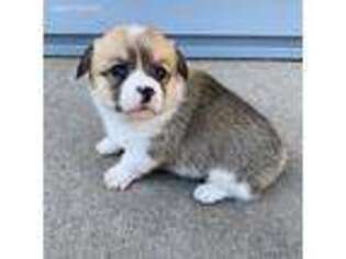 Pembroke Welsh Corgi Puppy for sale in Allerton, IA, USA