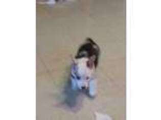 Pembroke Welsh Corgi Puppy for sale in Chetopa, KS, USA