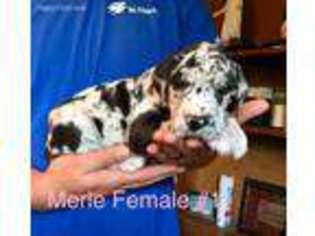 Great Dane Puppy for sale in Bainbridge, IN, USA