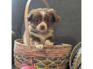 Chihuahua Puppy for sale in Casper, WY, USA