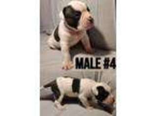 American Bulldog Puppy for sale in Georgetown, KY, USA
